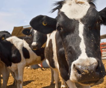 Reanudarán exportación de ganado a EU tras suspensión por gusano barrenador