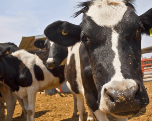 Reanudarán exportación de ganado a EU tras suspensión por gusano barrenador