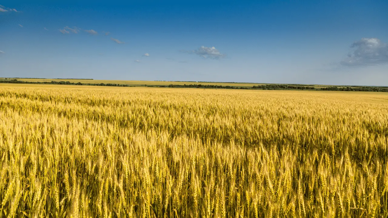 Siembra de trigo cae 80% en Valle del Yaqui: SIAP