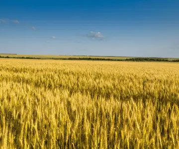 Siembra de trigo cae 80% en Valle del Yaqui: SIAP