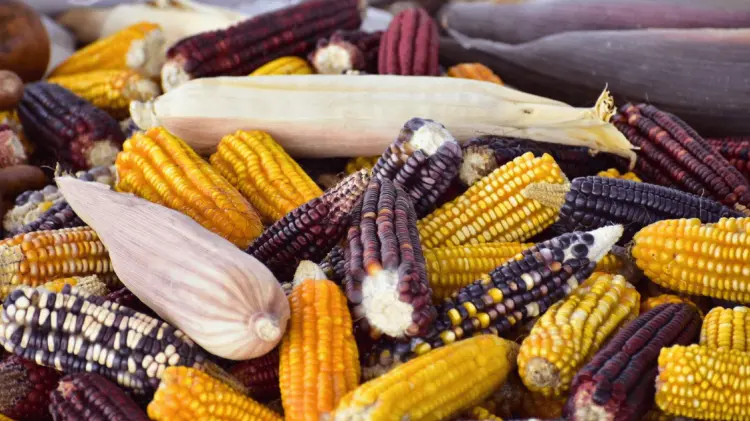 Panel del T-MEC falla contra México por prohibición del maíz transgénico. (Foto: REFORMA)