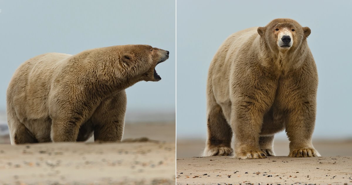 Gordo Alberto: el gigante polar de Alaska que causa furor en redes