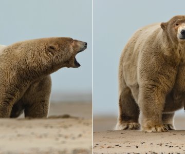 Gordo Alberto: el gigante polar de Alaska que causa furor en redes