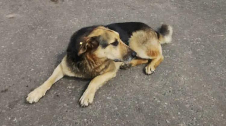Cuidados para mascotas en vacaciones. (Foto: Especial / EXPRESO)