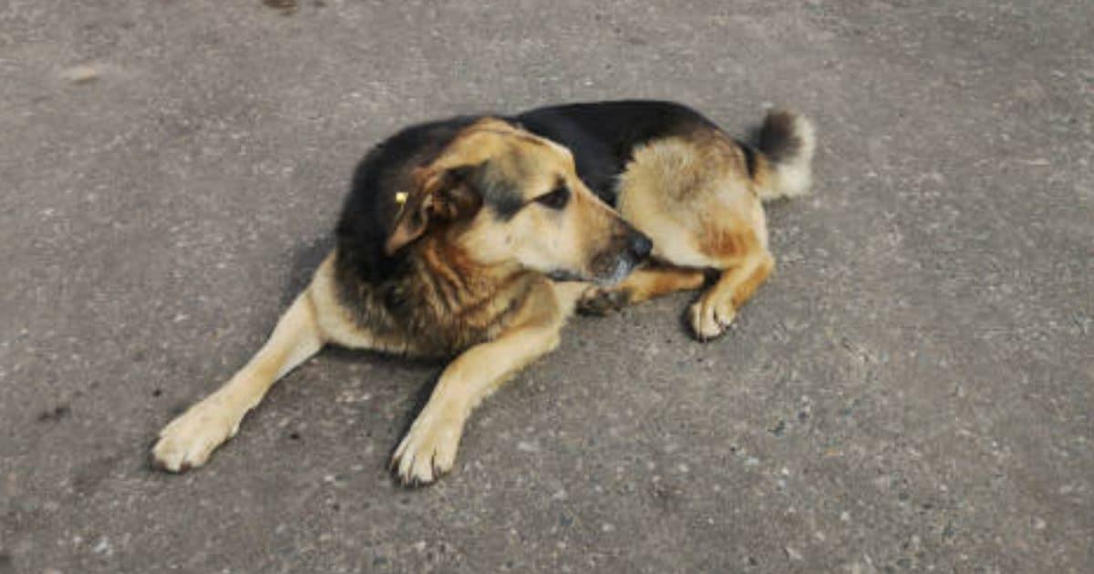 Pata de Perro reporta 27 mascotas extraviadas en Navidad