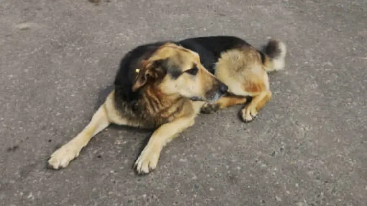 Claudia Balcazar llamó a proteger a las mascotas durante las fiestas de fin de año. (Foto: Especial)