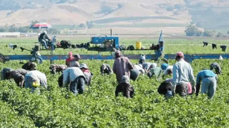 En 2024 se contrataron a 26 mil trabajadores. (Foto: Especial/EXPRESO)