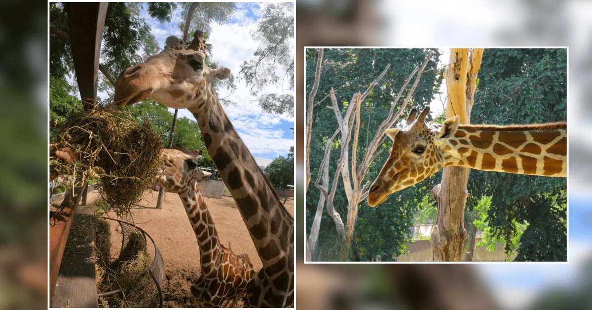 ¿Y la Jirafa? Zoológico de Culiacán pierde a uno de sus ejemplares