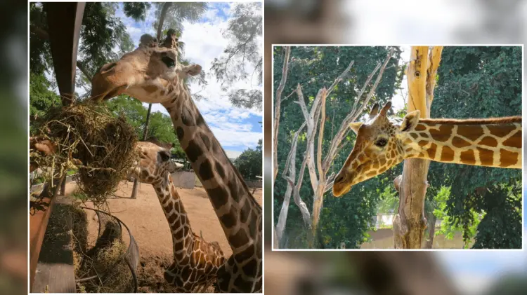 En redes sociales denunciaron que solo hay una de las dos jirafas en el Zoo. (Fotos: Cortesía)
