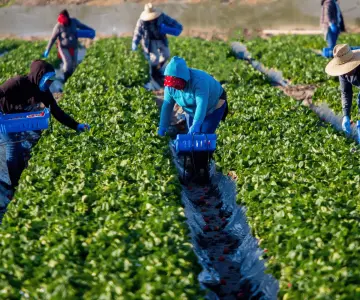 Avanzan exportaciones agrícolas mexicanas destinadas a Estados Unidos