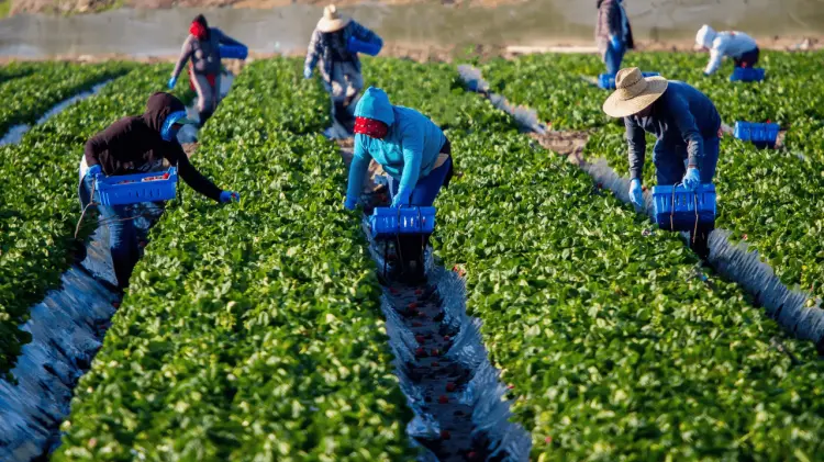 Trabajadores agrícolas en el campo. (Foto: Especial / EXPRESO)
