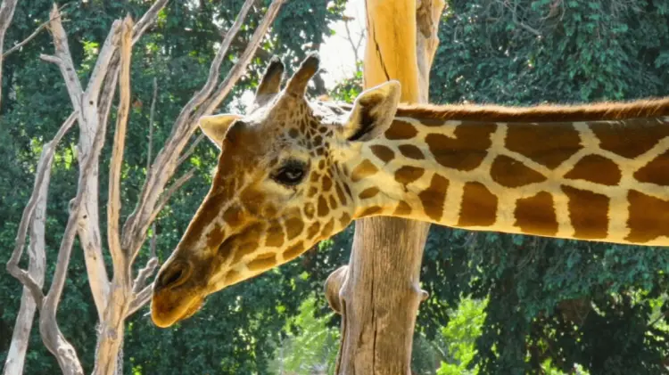 La jirafa de la cual se desconocía su paradero falleció en septiembre. (Foto: Cortesía)