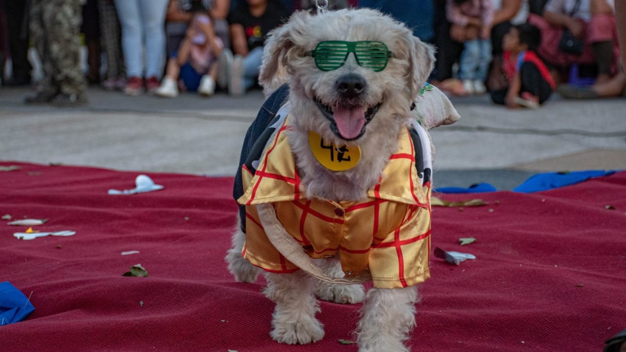 Invitan a la pasarela perruna navideña del Croquetón 2024 en Guaymas