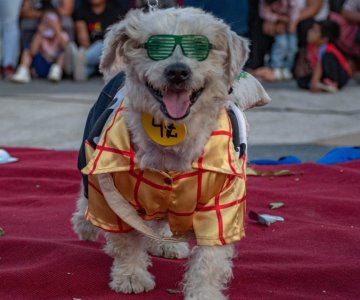 Invitan a la pasarela perruna navideña del Croquetón 2024 en Guaymas