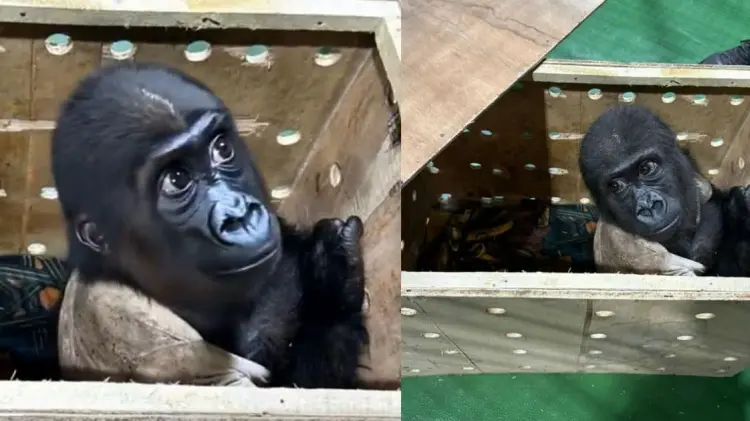 En redes sociales circuló el video de la cría en la caja donde viajaba. (Foto: Especial)