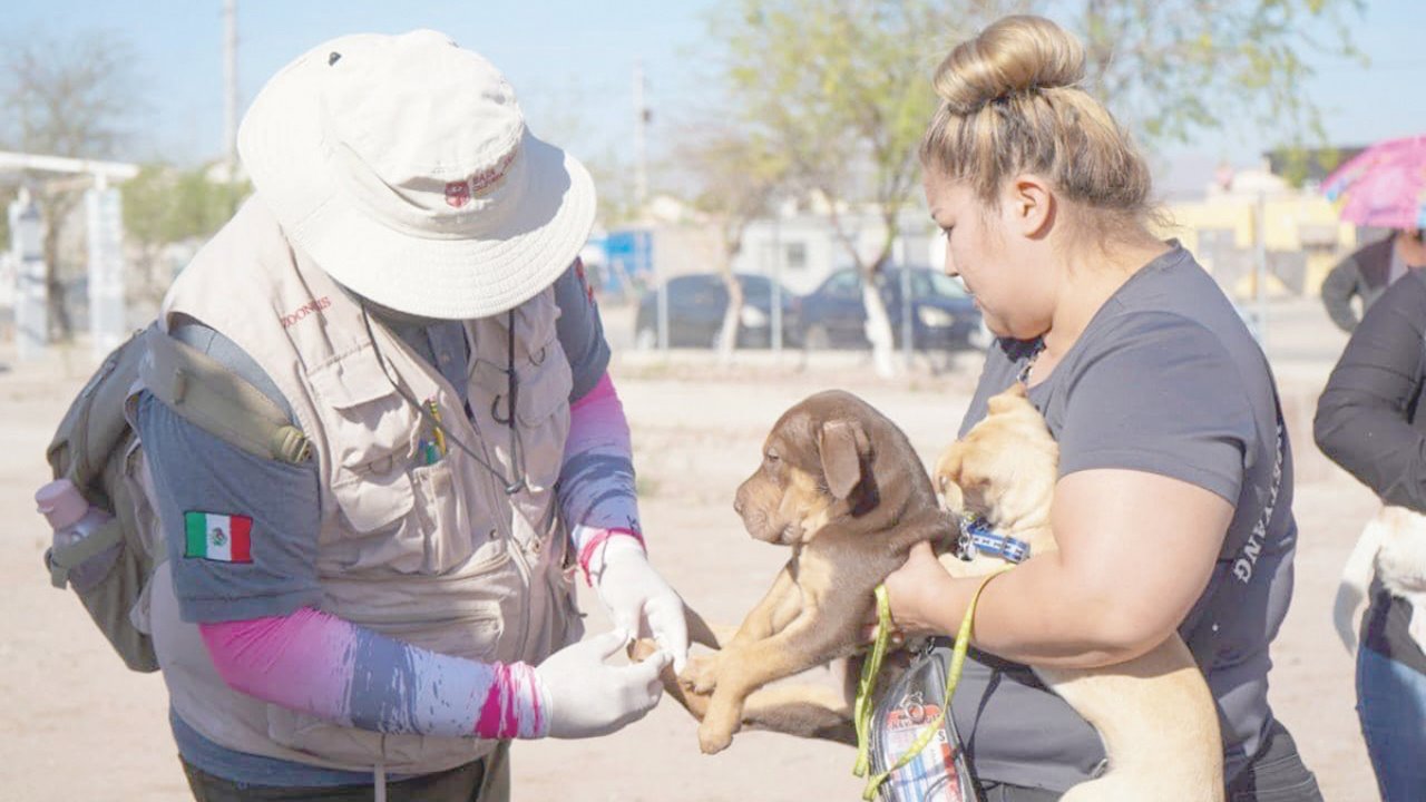 Disminuye letalidad por rickettsia en Sonora: SSa