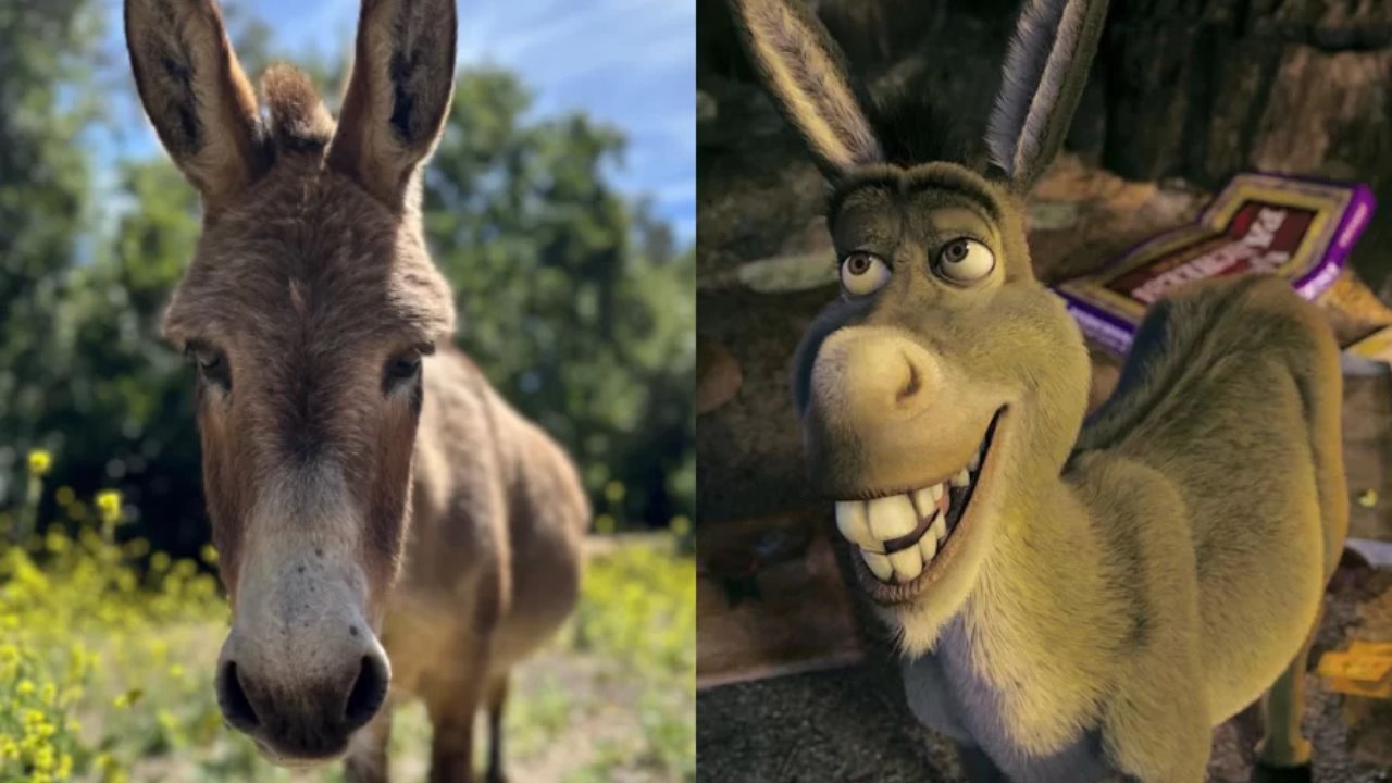 Muere Perry, asno que inspiró el personaje Burro de Shrek