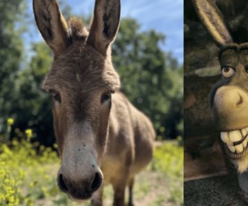 Muere Perry, asno que inspiró el personaje Burro de Shrek