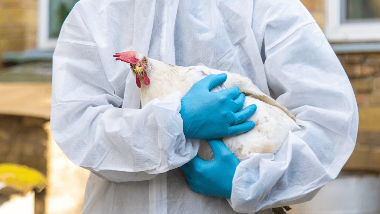 Gripe aviar H5N1 cobra su primera víctima humana