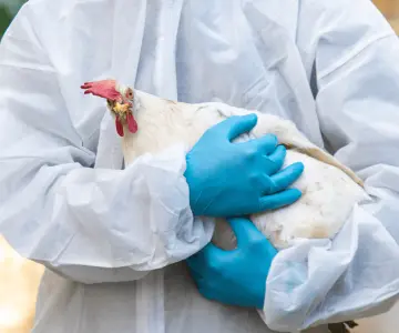 Gripe aviar H5N1 cobra su primera víctima humana