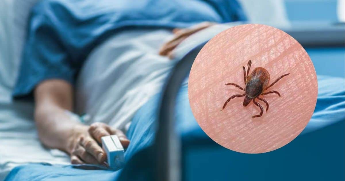 Repuntan muertes por rickettsia en Cajeme; es el segundo municipio más afectado