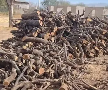 Bajas temperaturas en Nogales impulsan ventas de leña