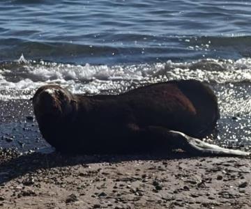 Rescatan a lobo fino de Guadalupe en San Carlos, Sonora