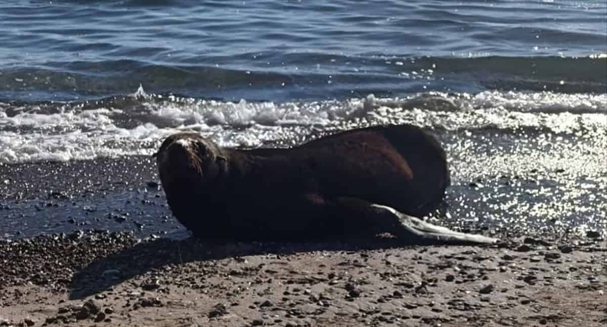 Rescatan a lobo fino de Guadalupe en San Carlos, Sonora
