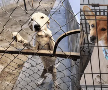Recolectan botes de aluminio para brindar cuidados a perros callejeros