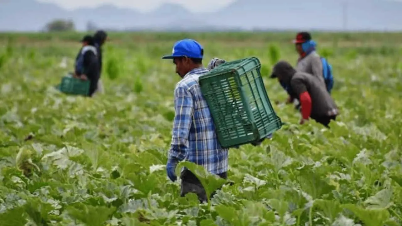 Frío causa mínima afectación en cultivos
