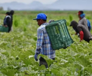 Frío causa mínima afectación en cultivos