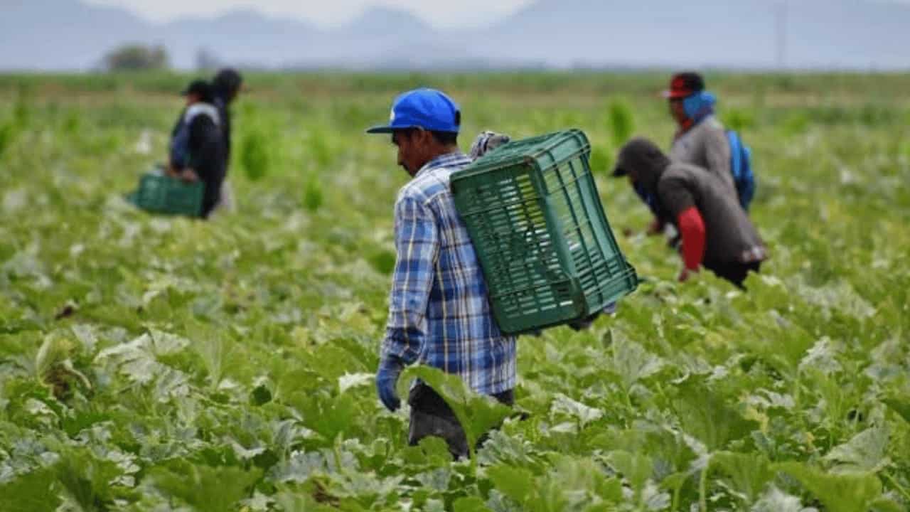 Frío causa mínima afectación en cultivos