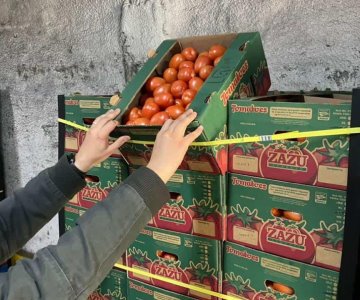 Frío pone en riesgo producción de tomate