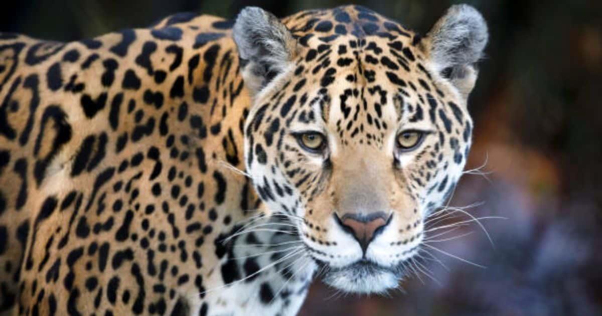 Profepa presentará cargos contra ganadero que mató un jaguar en SLP