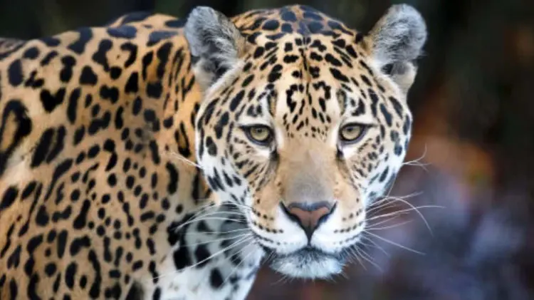 El jaguar actualmente es catalogado como un animal en peligro de extinción. (Foto: Especial)