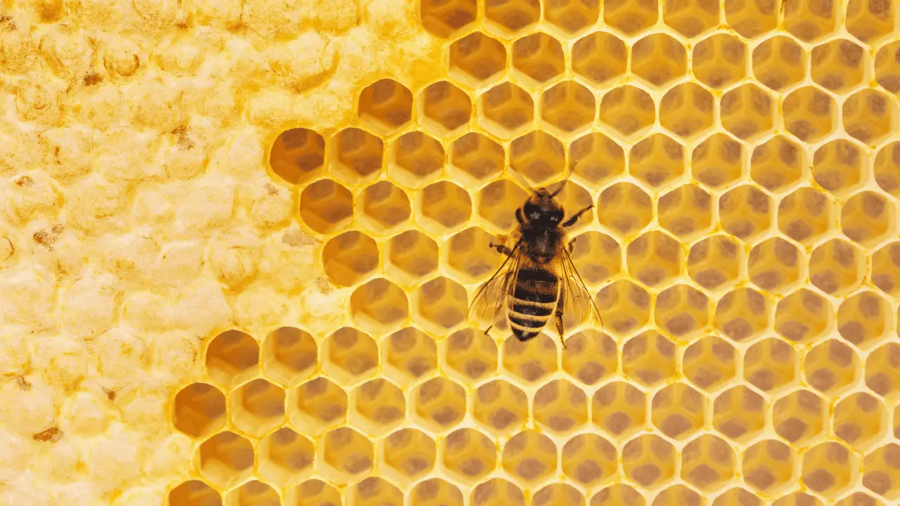 Producción de miel de abeja sonorense cae más del 60%