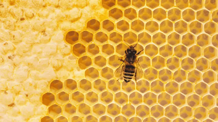 La dificultad en la producción de miel fue una situación exclusiva de la entidad. (Foto:Ilustrativa)