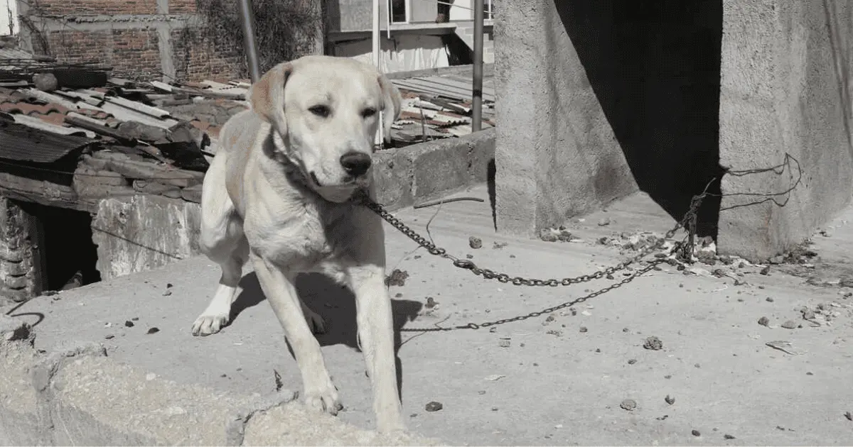 Protección Animal aplicó 735 multas en 2024