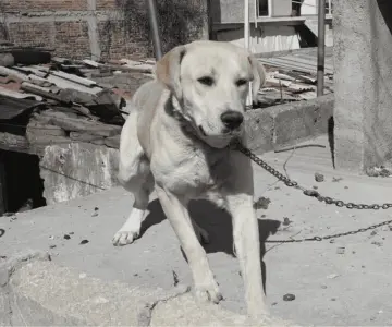 Protección Animal aplicó 735 multas en 2024