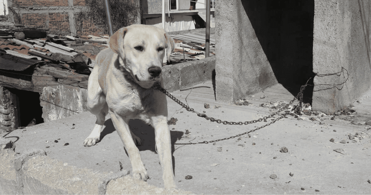 Protección Animal aplicó 735 multas en 2024