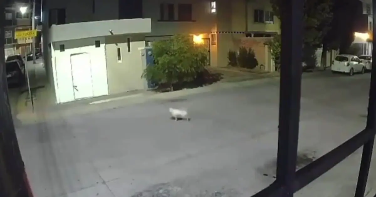 Exigen justicia para Coco, perrita que fue baleada en Aguascalientes