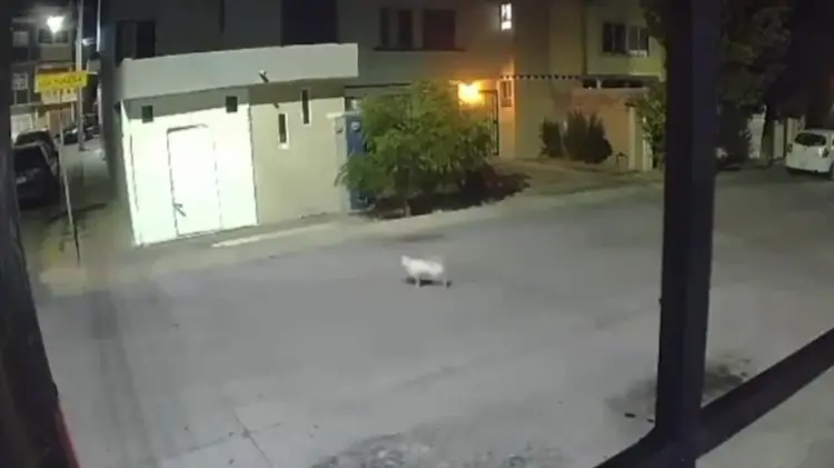 El ataque fue captado por cámaras de vigilancia y ha circulado en redes. (Foto: Captura de video)