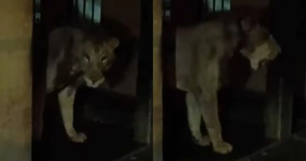 Ejército encuentra una leona encadenada dentro de una vivienda en Sinaloa