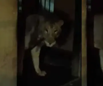 Ejército encuentra una leona encadenada dentro de una vivienda en Sinaloa