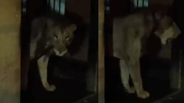 El animal se encontraba amarrado en el interior del inmueble. (Foto: Capturas de video)