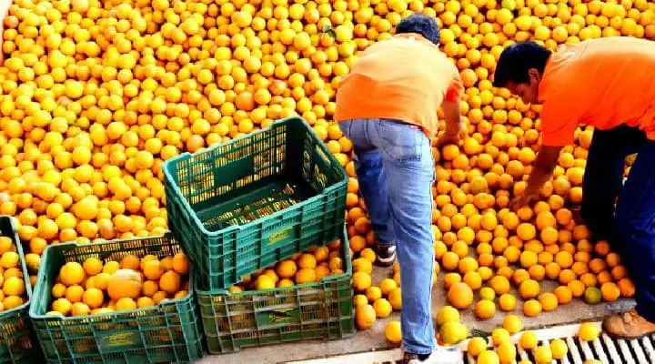 Sequía dispara el precio de la naranja en Sonora, mientras tomate y cebolla mantienen estabilidad.
