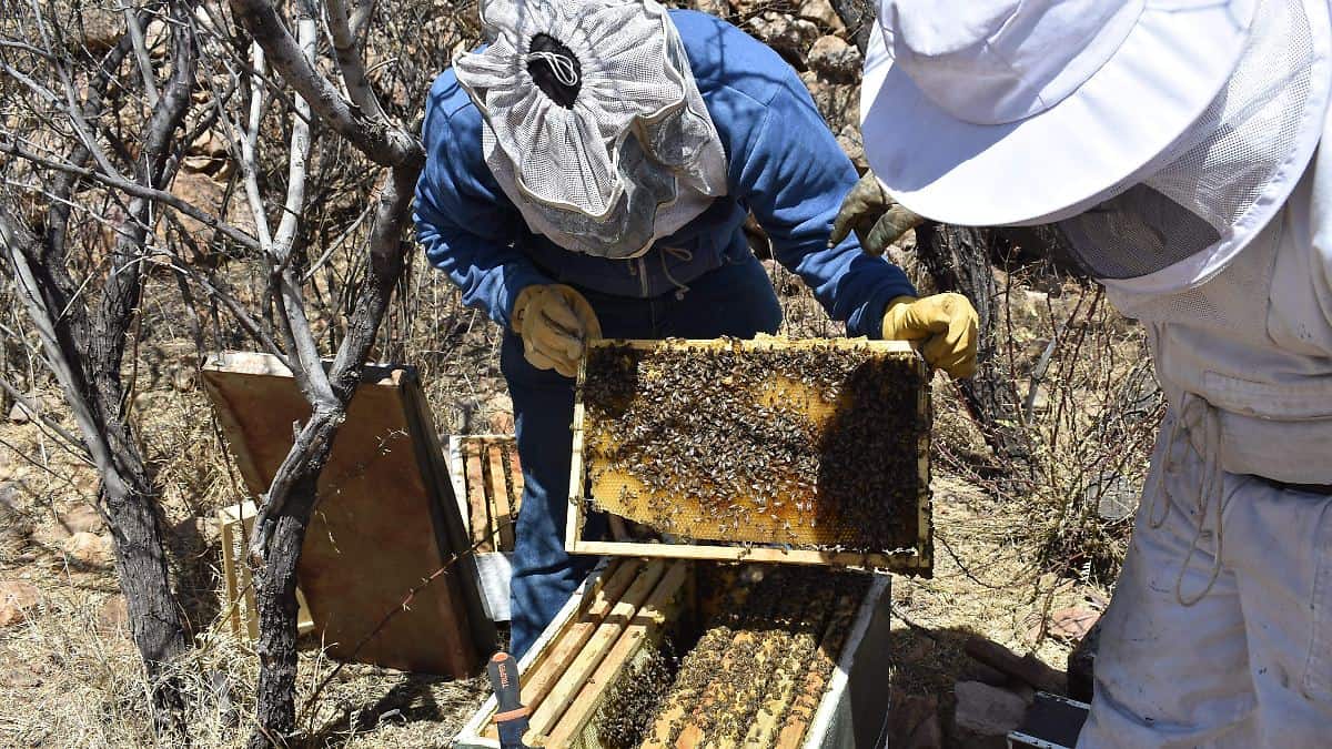 Producción de miel sonorense se desploma por sequía