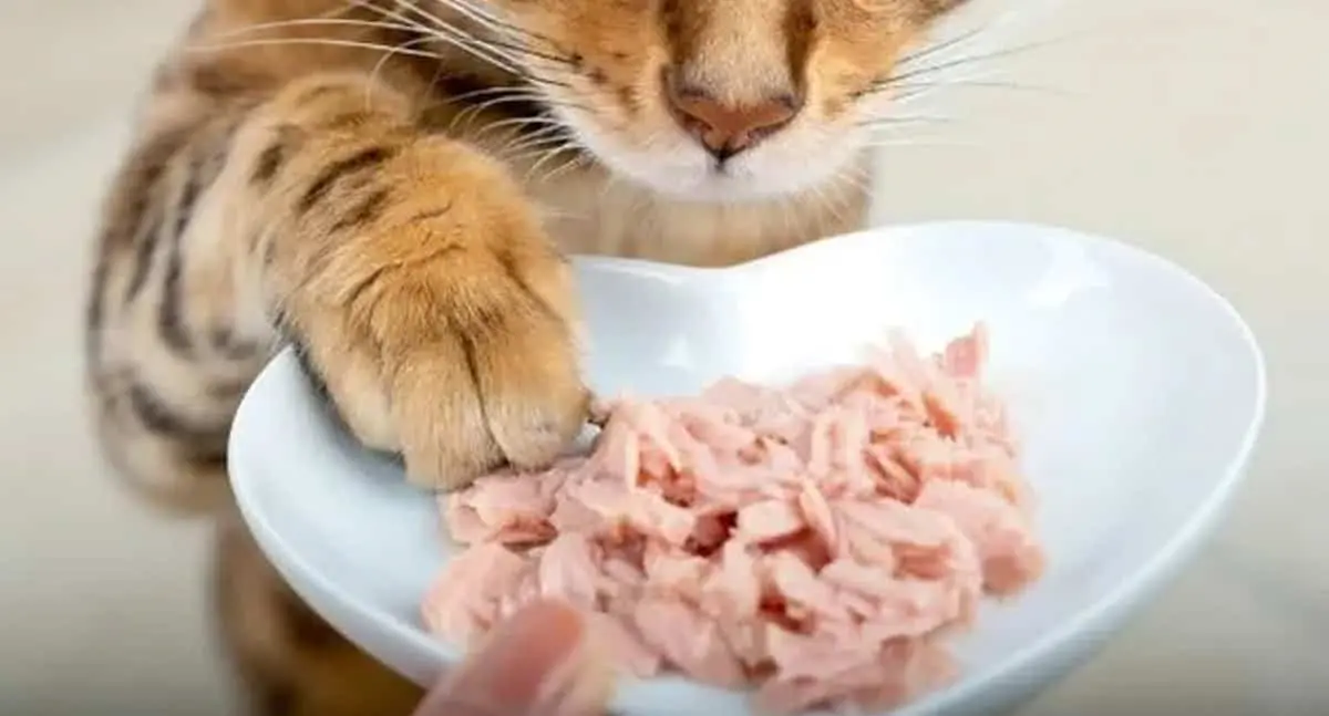 Retiran comida para gato contaminada con salmonela