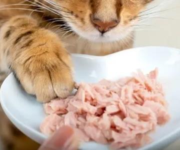 Retiran comida para gato contaminada con salmonela