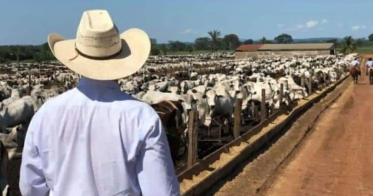 Sonora acelera exportación de ganado: hasta mil 500 reses al día